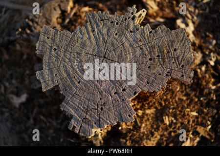 Nähe zu sehen, der obere Teil eines gehackten Baum Stockfoto