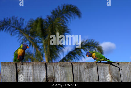 Zwei bunten Papageien mit Palme und blauer Himmel Stockfoto