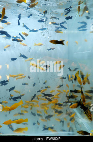 Gruppe von Zierfischen schwimmen im Aquarium zu Hause zur Dekorationsschau auf dem vietnamesischen Fair Trade Stockfoto