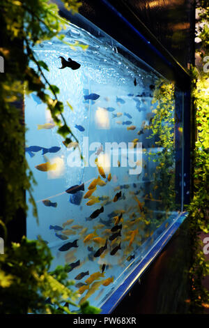 Gruppe von Zierfischen schwimmen im Aquarium zu Hause zur Dekorationsschau auf dem vietnamesischen Fair Trade Stockfoto