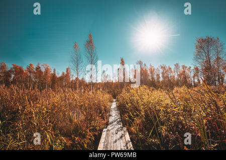 Schöne hölzerne Boarding Weg Weg Weg Weg im Herbst Wald durch die Sumpflandschaft. Sun Shine über trockenes Gras. Natürliches Sonnenlicht Sonnenschein Oben Stockfoto