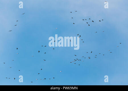 Belarus. Scharen von Kranichen oder Eurasische Kraniche fliegen In sonnigen blauen Herbsthimmel während ihrer Winter Migration. Gemeinsame Kran oder Grus Grus. Stockfoto