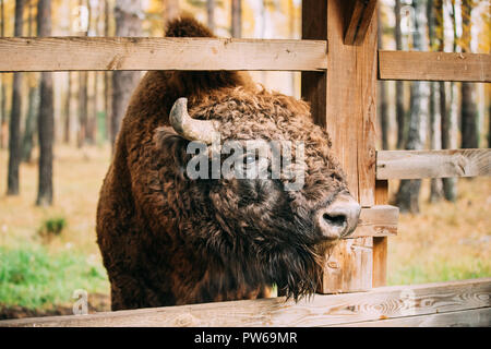 Belarus. Europäische Bisons oder Bison bonasus, auch als Wisent oder der Europäischen Wald Bisons grasen in der Nähe der Zuleitungen im Herbst Wald bekannt. Berezinsky Biosphäre Stockfoto