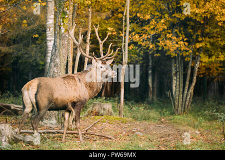 Belarus. Männliche europäischen Rotwild oder Cervus Elaphus im Herbst Wald. Stockfoto