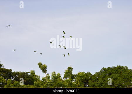 Guayana, Venezuela. Oktober 12, 2018. Gruppe der grüne Papageien Ansatz einer bewaldeten Bereich auf dieser klaren Tag über dieser südlichen amerikanischen Stadt. Credits: Jorgeprz/Alamy Leben Nachrichten. Stockfoto