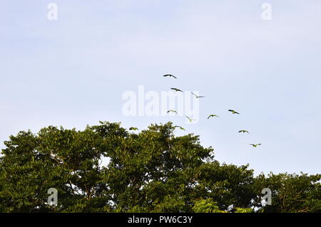 Guayana, Venezuela. Oktober 12, 2018. Gruppe der grüne Papageien Ansatz einer bewaldeten Bereich auf dieser klaren Tag über dieser südlichen amerikanischen Stadt. Credits: Jorgeprz/Alamy Leben Nachrichten. Stockfoto