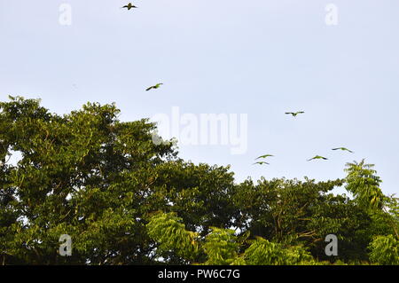 Guayana, Venezuela. Oktober 12, 2018. Gruppe der grüne Papageien Ansatz einer bewaldeten Bereich auf dieser klaren Tag über dieser südlichen amerikanischen Stadt. Credits: Jorgeprz/Alamy Leben Nachrichten. Stockfoto