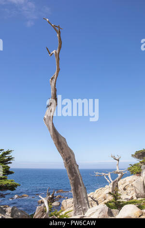 Blue Ocean und blauer Himmel von einem schönen Punkt an der kalifornischen Küste. Knorrigen Baum durch die Verwitterung der Sonne Meer und Wind getragen. Stockfoto