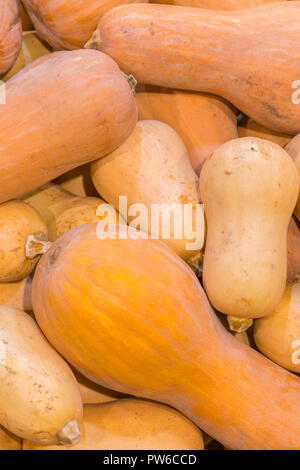 Eine Menge mini Kürbis im Freien Farmers Market. Organische Halloween Kürbis in einem Lebensmittelgeschäft. vertikale Foto Stockfoto