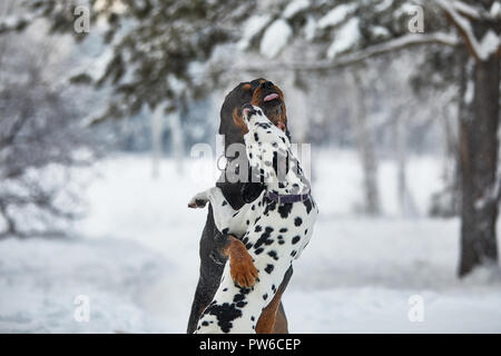 Dalmatinische und Rottweiler im Schnee spielen. Stockfoto