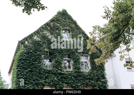 Fassade eines Hauses in Ivy. Eine Anlage zur Dekoration oder wächst eine Pflanze an der Wand eines Hauses Stockfoto