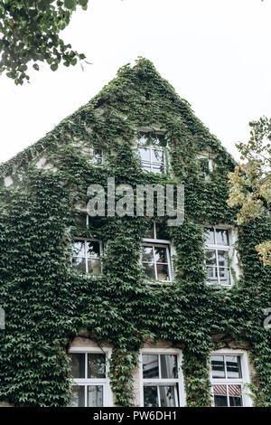 Fassade eines Hauses in Ivy. Eine Anlage zur Dekoration oder wächst eine Pflanze an der Wand eines Hauses Stockfoto