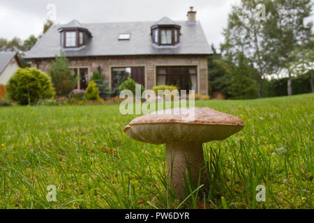 Birke, Leccinum scabrum bolete, in einem Garten in Schottland Stockfoto