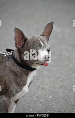 Nahaufnahme, Porträt einer niedlichen grauen Chihuahua Hündchen an der Leine Atmung mit offenem Mund und Zunge raus, weg suchen, Hohe Betrachtungswinkel Stockfoto