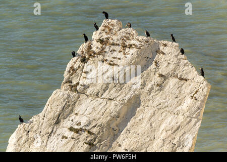 Kormorane (Phalacrocorax carbo) Liegewiese rund um die äußeren Kanten der ein großes Stück Kreide Felsen in der Nähe der Basis der Klippen von Seaford head splash Punkt DE Stockfoto