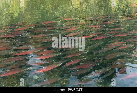 Sockeye Lachse Rest in der großen Schule im flachen Wasser nach Upstream läuft Stockfoto