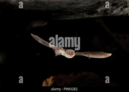 Gemeinsame verbogen - Flügel Bat cave, Fledermaus fliegen Stockfoto