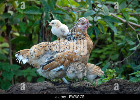 Mit ihren Küken Henne, selbst Schutz unter Federn der Mutter Stockfoto