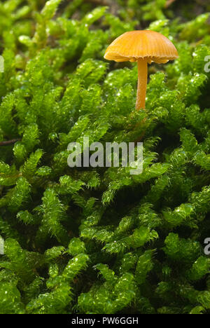 Kleine Pilz unter den Moss Stockfoto