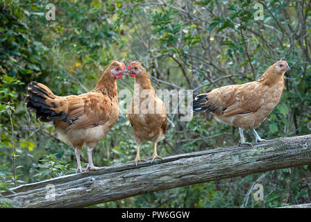Drei Hennen mit einer Amtsleitung Stockfoto