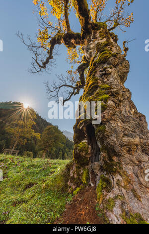 Moos auf die Rinde am Stamm eines alten Berg Ahorn mit goldener Herbst Blätter an den Ahornboden im Karwendel Gegenlicht der Sonne Stockfoto