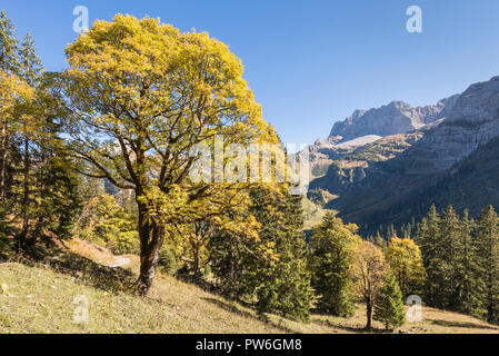 Herbst farbige Ahorn Baum in der Nähe der Großen Ahornboden im Karwendel, Tirol, Österreich Stockfoto