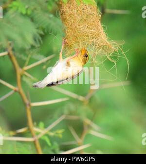 Nest weben Baya Weaver Vogel Stockfoto