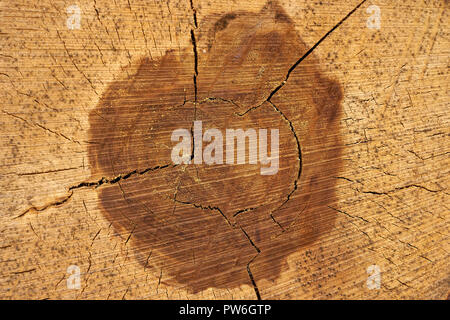 Schneiden Baum anmeldet. Close-up auf Baumringe und Textur. Stockfoto