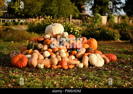 Kürbis für Halloween Herbst angekommen ist, auf das Feld geerntet, Kürbisse sind schön groß Kleine orange Weiß im Garten Stockfoto