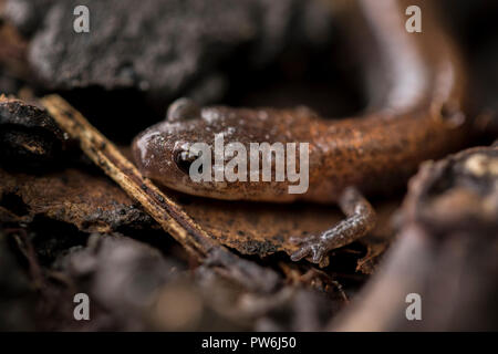 Kleine Eidechse hautnah. Winzige Augen und Hände eines Salamander in der Wildnis. Kreaturen, die auf dem Waldboden im Herbst versteckt. Reptilien hautnah. Stockfoto