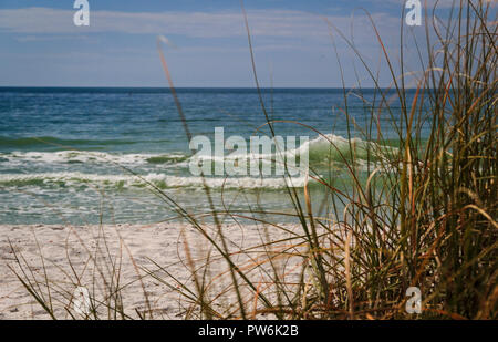 Strand Gras wachsen auf Sanddünen an der Florida Gulf Coast Stockfoto