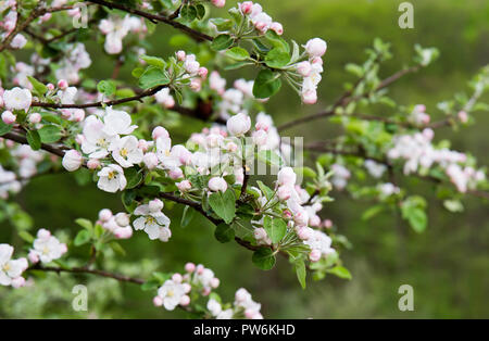 Apple Apple Blüten und Knospen im Frühling, Blumen von Apple, Blüten im Frühling, Stockfoto