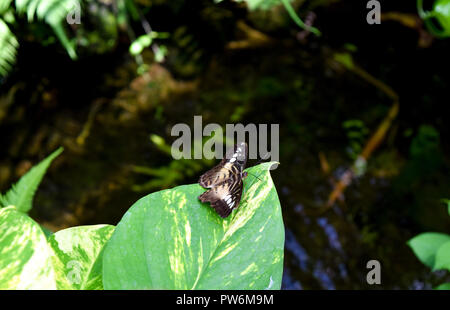 Schmetterling auf einer Pflanze sitzen Stockfoto