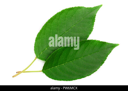 Cherry und Sweet cherry Leaf auf weißem Hintergrund Stockfoto