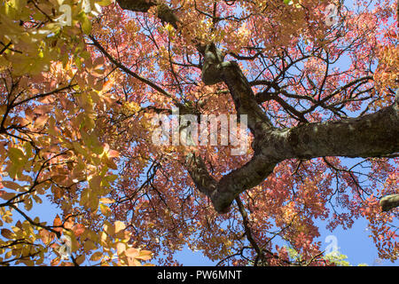 Einer Buche in herbstlichen Farben gegen den blauen Himmel im Oktober in Schottland Stockfoto