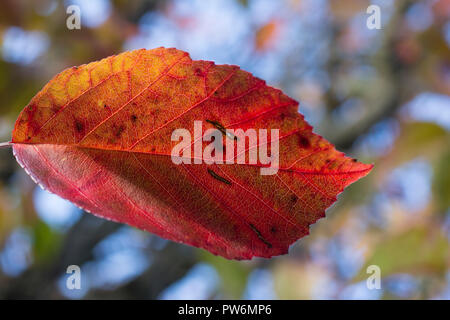 Ein apple tree Leaf herbstliche Farben ein blauer Himmel im Oktober gegen in Schottland Stockfoto