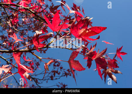 Blätter auf einem japanischen Ahorn in herbstlichen Farben gegen den blauen Himmel im Oktober in Schottland Stockfoto