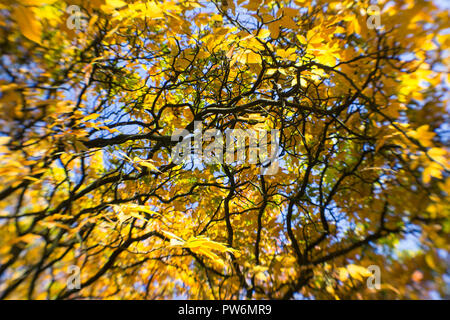 Einer Buche in herbstlichen Farben gegen den blauen Himmel im Oktober in Schottland Stockfoto