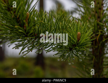 Regentropfen fallen von Tipps von Pine Cone an ruhigen Morgen Blätter Stockfoto