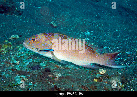 White-Edged Lyretail Grouper, Variola albimarginata gereinigt durch blaue Streifen Cleaner Wrasse, Labroides dimidiatus. Weitere Informationen unten. Stockfoto