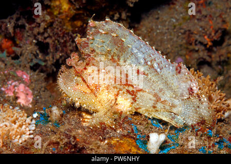 Leaf Scorpionfish, Taenianotus triacanthus, weiße und rote Variante. Auch als Paperfish und Papier Drachenköpfe bekannt. Tulamben, Bali, Indonesien Stockfoto