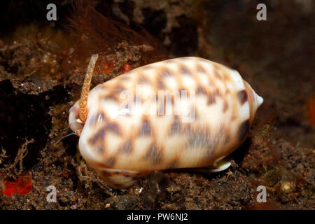 Beringter Olive Shell, Oliva meistens. Tulamben, Bali, Indonesien. Bali Meer, Indischer Ozean Stockfoto