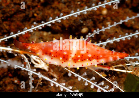 Rosy Spindel Cowry oder Ovulid, Phenacovolva rosea. Tulamben, Bali, Indonesien. Bali Sea, Indischer Ozean Stockfoto