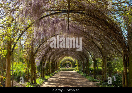 Wisteria Torbogen am Alowyn Gärten, Yarra Glen, Victoria, Australien Stockfoto