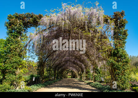 Wisteria Torbogen am Alowyn Gärten, Yarra Glen, Victoria, Australien Stockfoto