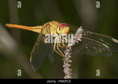 Scarlet Skimmer (Crocothemis servilia), weiblich, Isaan, Thailand Stockfoto