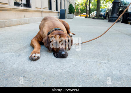 Lazy Dog liegt Stockfoto