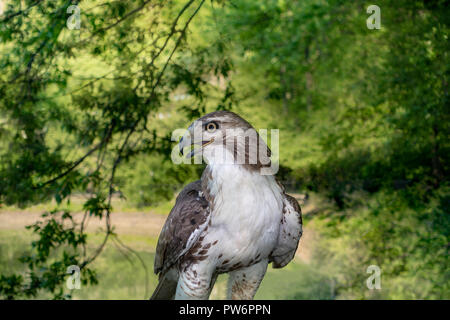 Red-tailed hawk Links Suchen und ständigen starken Stockfoto