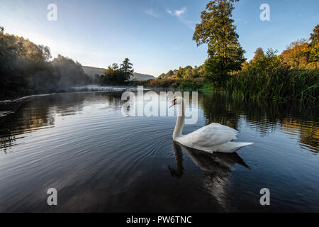 Höckerschwan (Cygnus olor) an Warleigh Wehr auf den Fluss Avon in Somerset, Vereinigtes Königreich. Stockfoto