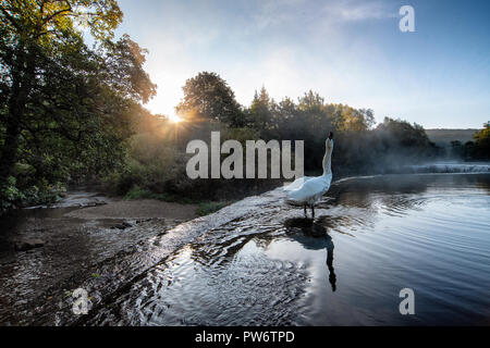 Höckerschwan (Cygnus olor) an Warleigh Wehr auf den Fluss Avon in Somerset, Vereinigtes Königreich. Stockfoto